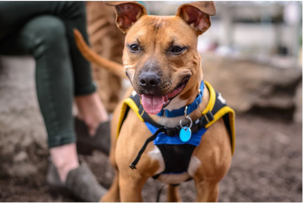 MAÎTRES, NE VOUS LAISSEZ PAS DÉPASSER PAR VOTRE CHIEN