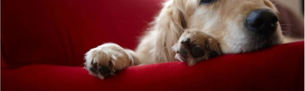 EDUCATION CANINE : ÉTABLIR DES RÈGLES CHEZ SOI