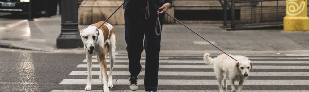 L’APPRENTISSAGE DE LA MARCHE EN LAISSE