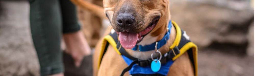 MAÎTRES, NE VOUS LAISSEZ PAS DÉPASSER PAR VOTRE CHIEN