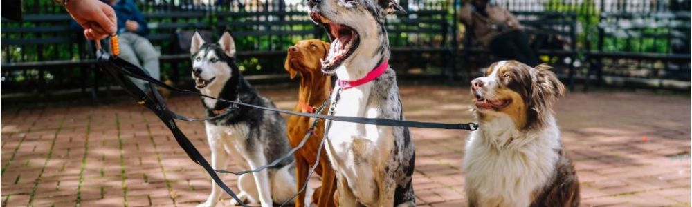 DRESSAGE POUR LES CHIENS PRÉFÉRÉS EN FRANCE