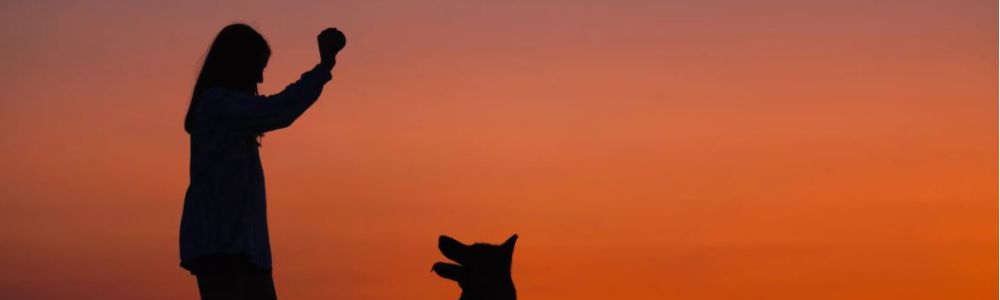 EDU&rsquo;CANIN CAEN : LE DRESSAGE DE VOTRE CHIEN