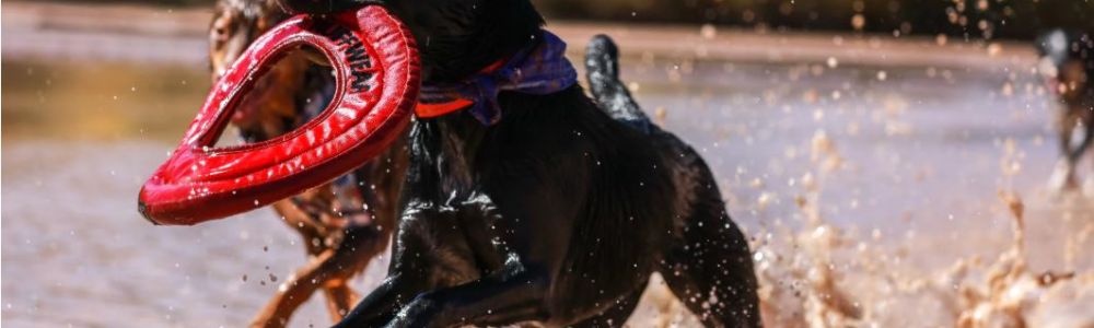 L’IMPORTANCE DES JEUX POUR VOTRE CHIEN