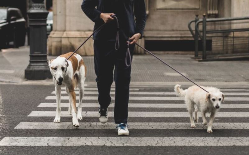 L’APPRENTISSAGE DE LA MARCHE EN LAISSE