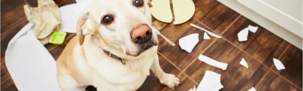 APPRENDRE À VOTRE CHIOT À RESTER SEUL À LA MAISON