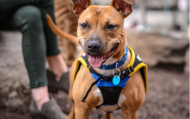 MAÎTRES, NE VOUS LAISSEZ PAS DÉPASSER PAR VOTRE CHIEN
